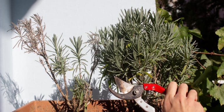Why is My Lavender Plant Turning Brown? – GFL Outdoors
