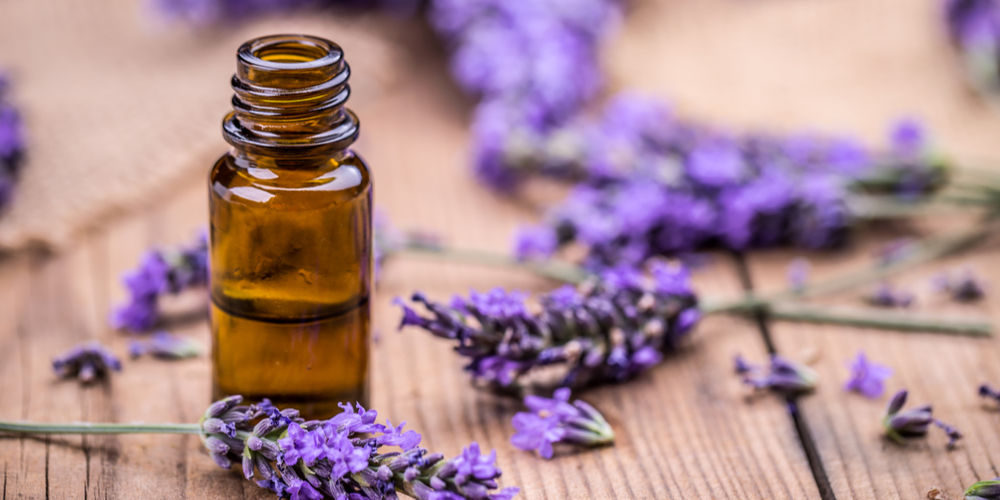 Does Lavender Repel Bed Bugs?