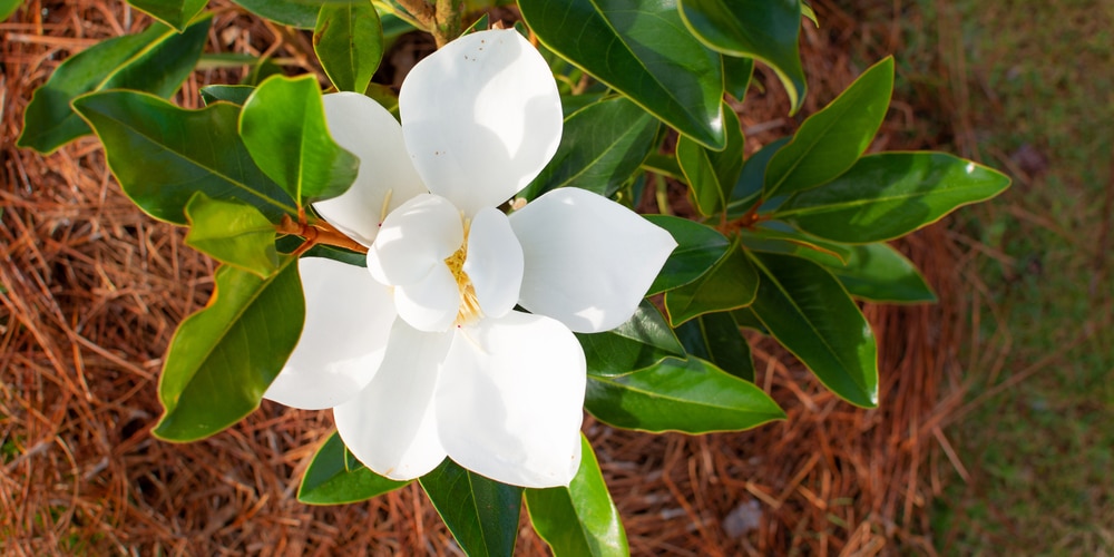 Magnolia Tree Black Fungus