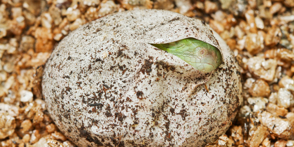 lizard eggs in garden