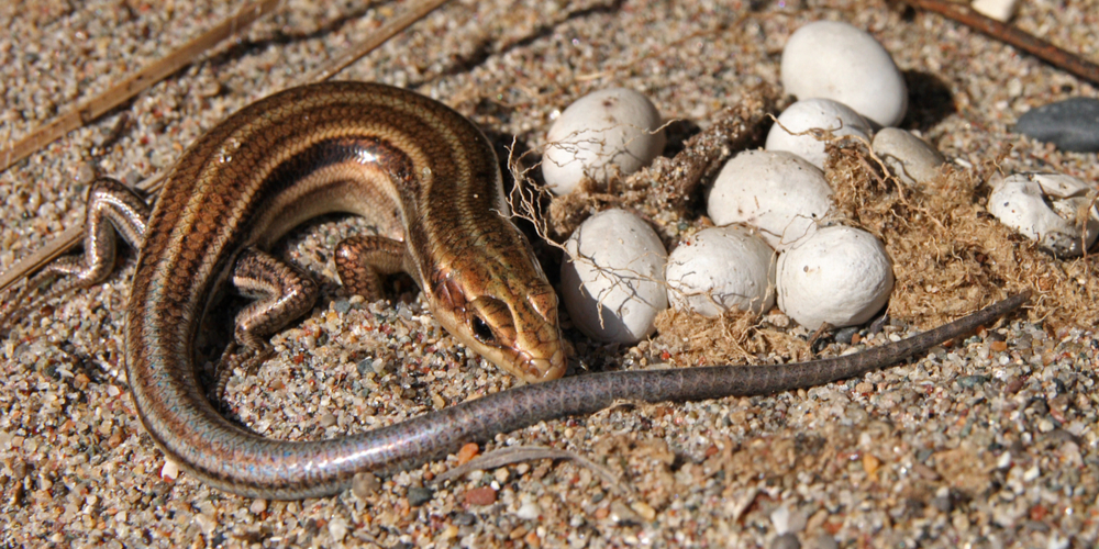 lizard eggs in garden