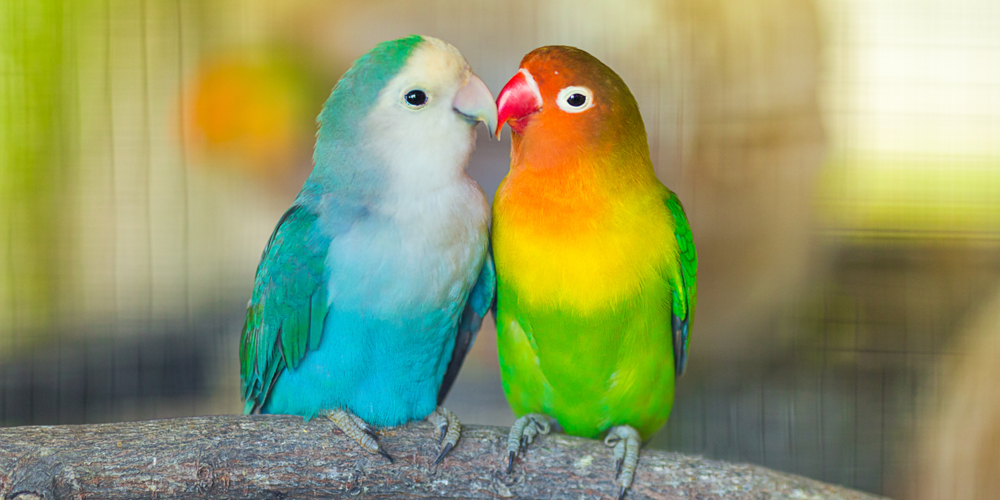 what happens if a lovebird mate dies