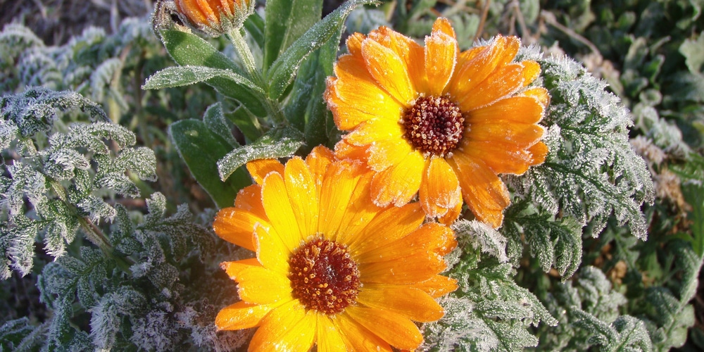 Can Marigolds Survive Frost?