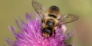 Flowers that Attract Butterflies But Not Bees