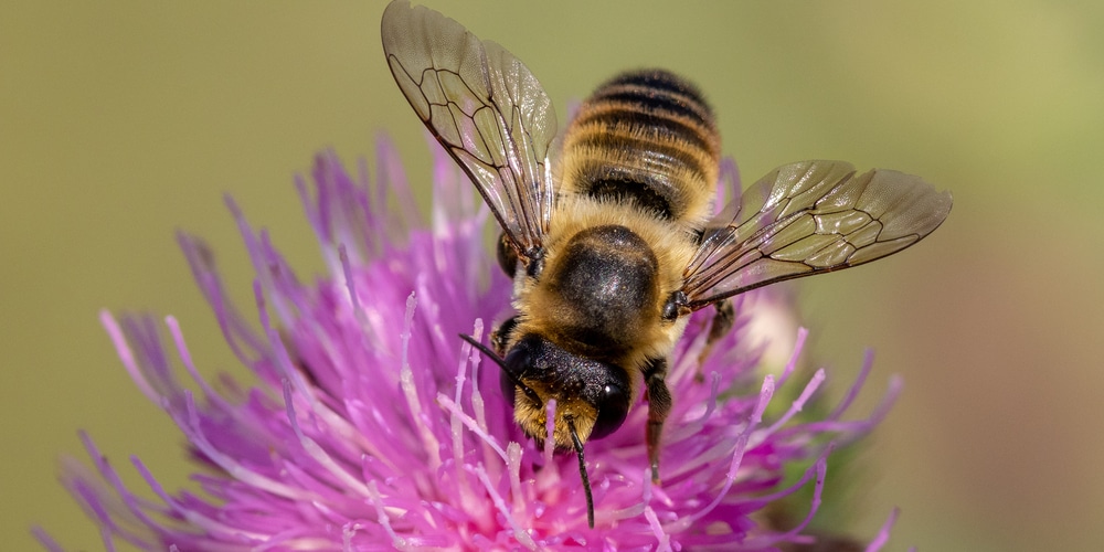 keep bees away from porch