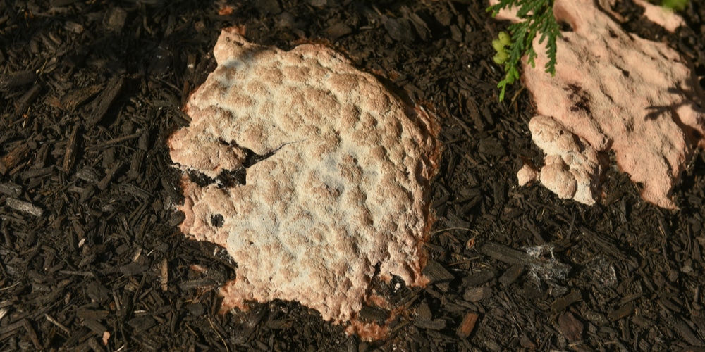 mulch yellow fungus