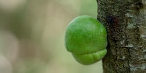 How to Get Rid of Oak Galls