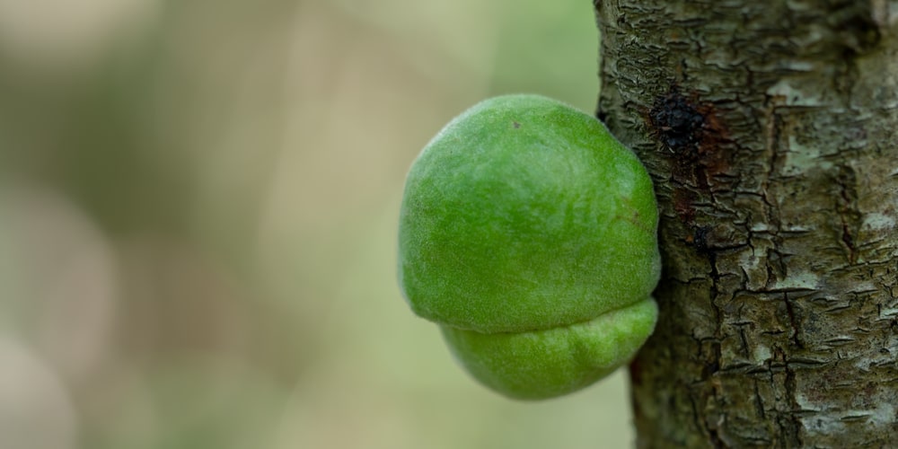 oak tree with green balls