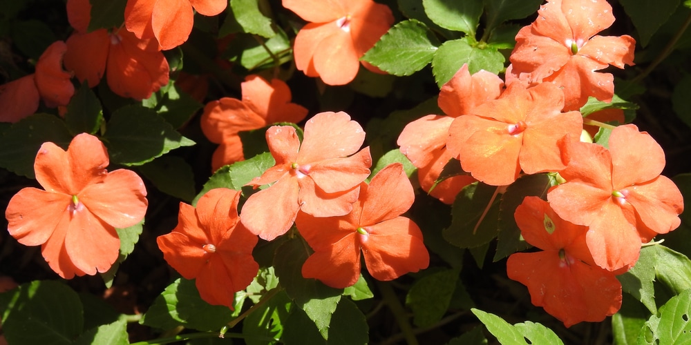 house plant with orange flowers