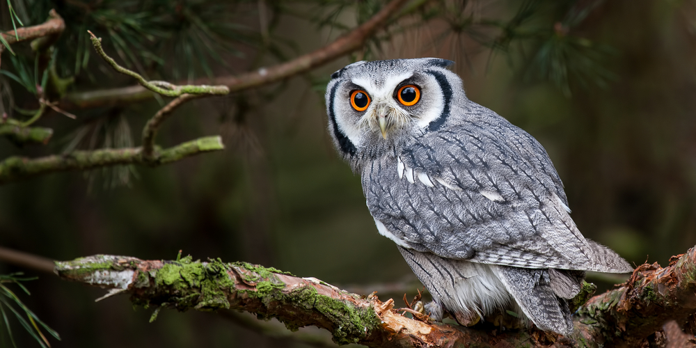 Why Are Owls Considered Wise?