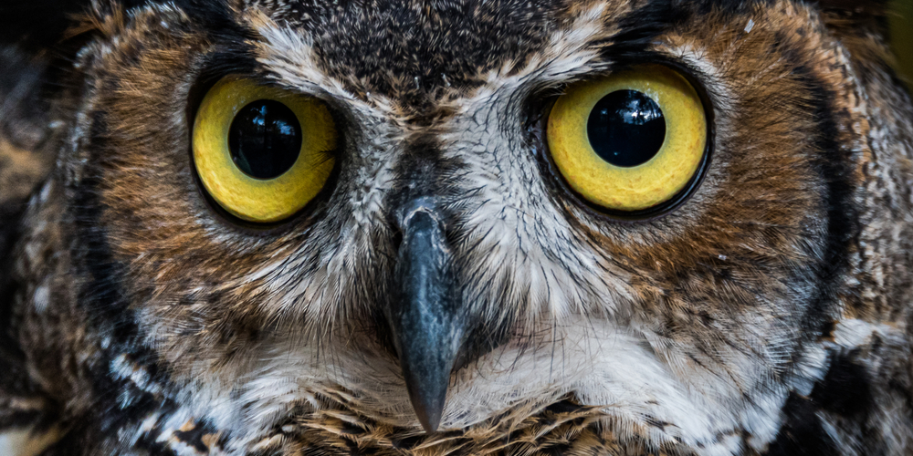 Why Are Owls Considered Wise?
