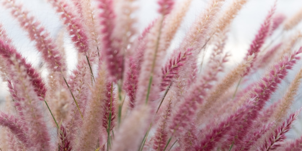 how fast does pampas grass grow