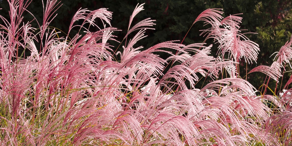 pampas grass pink