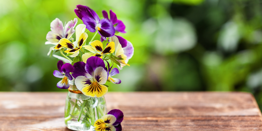 what to do with leggy pansies