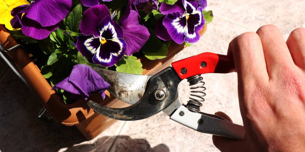 how to deadhead pansies