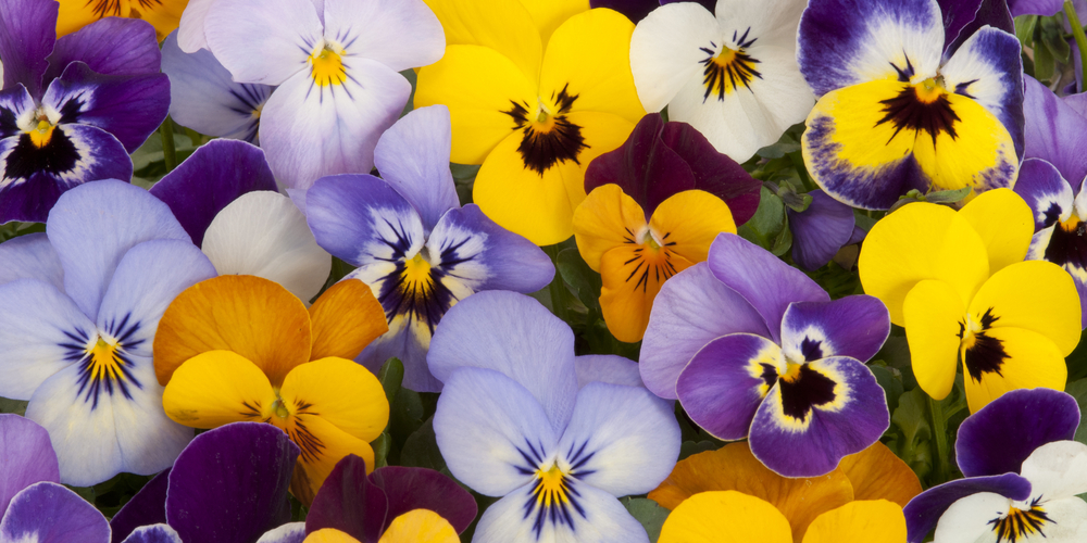 are pansies weeds