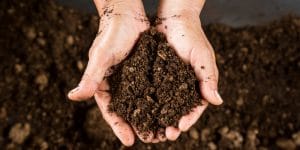 Is Peat Moss Cost Rising or Falling