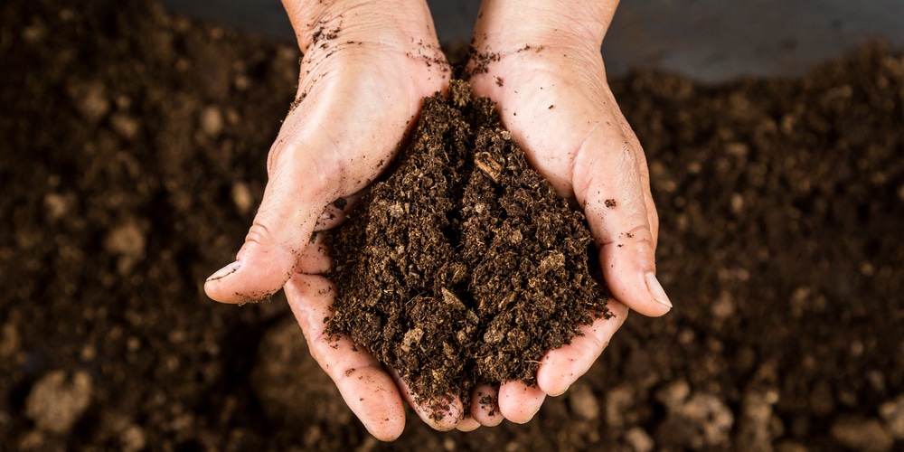 Peat Moss Over Grass Seed: Everything You Need to Know About Mulching Lawns