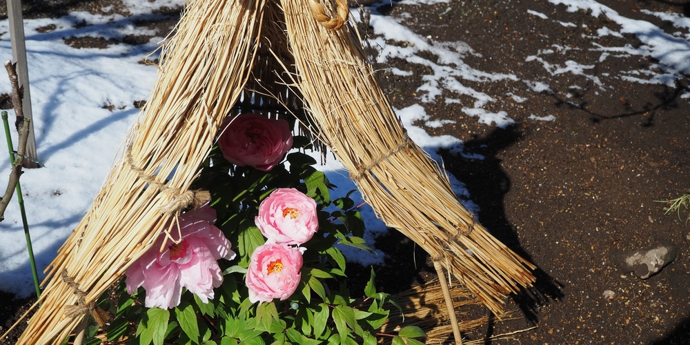 will frost hurt peony buds