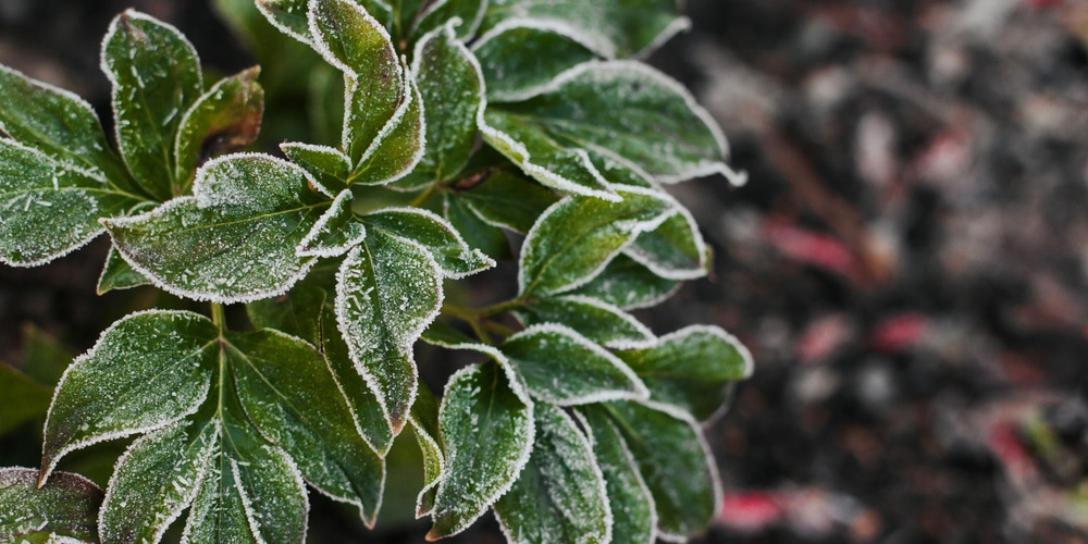 will frost hurt peony buds