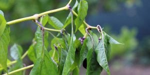 will pepper plants recover from frost