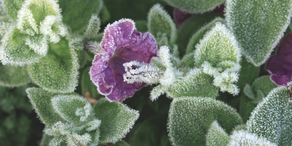 how to protect petunias from frost