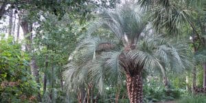 pindo palm arizona
