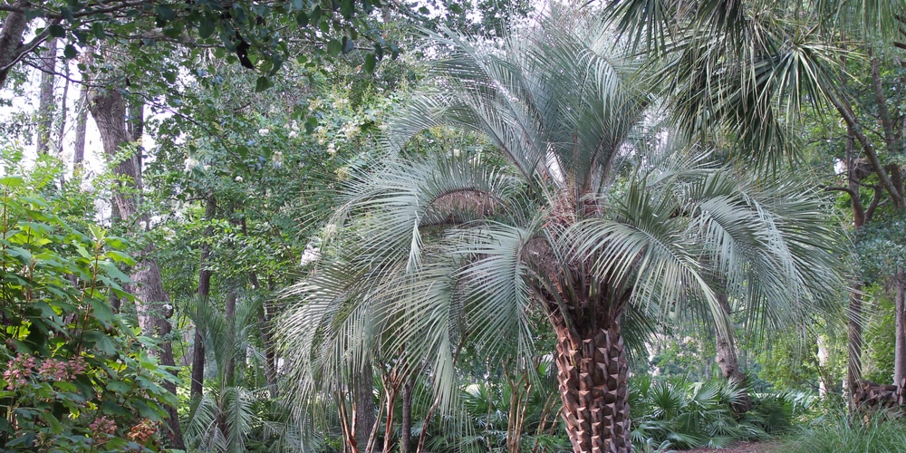 pindo palm growth rate