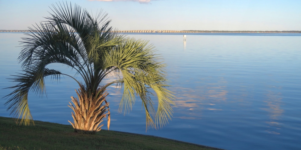 Tampa Palm Trees