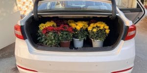 can i leave flowers in my car overnight