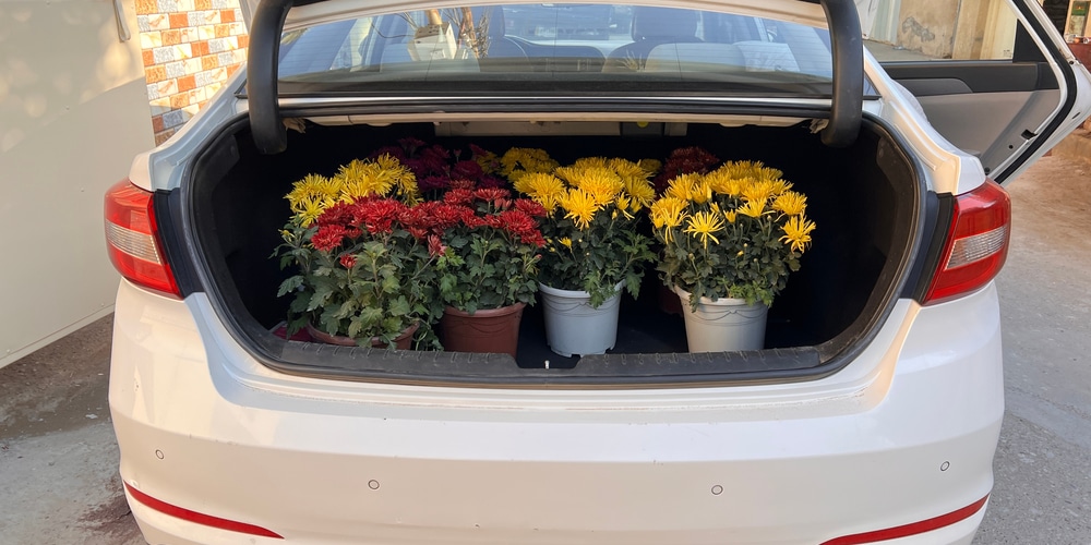 can i leave flowers in my car overnight