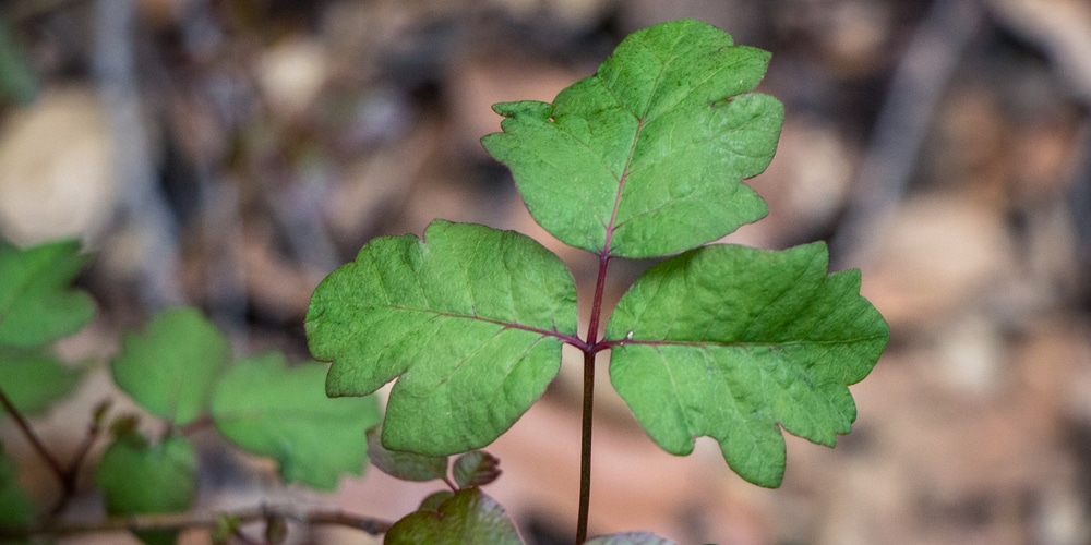  Poison Oak Georgia