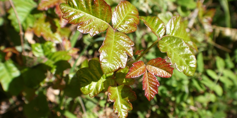  Poison Oak Georgia