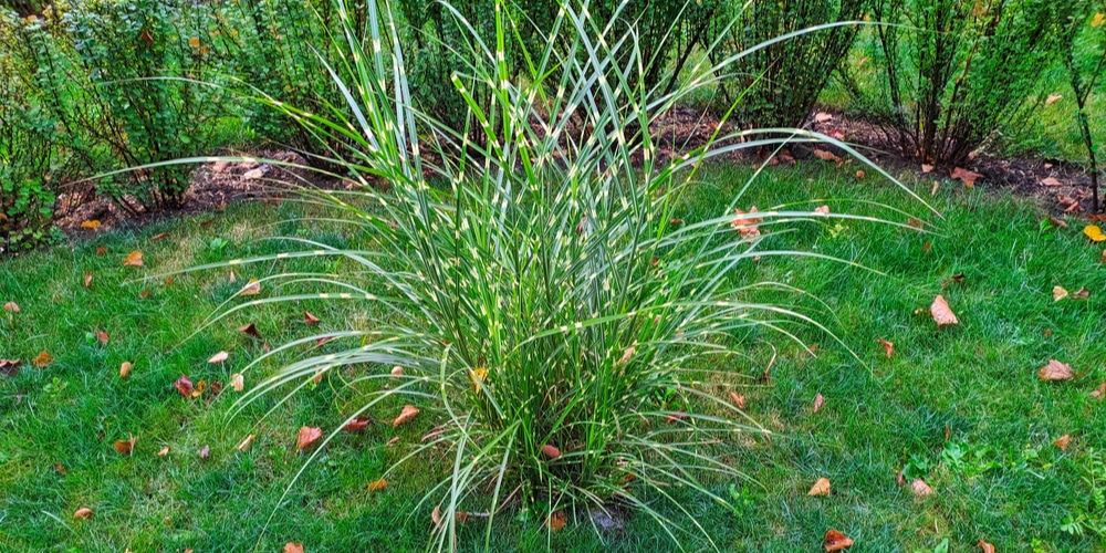 https://www.gfloutdoors.com/porcupine-grass-vs-zebra-grass/