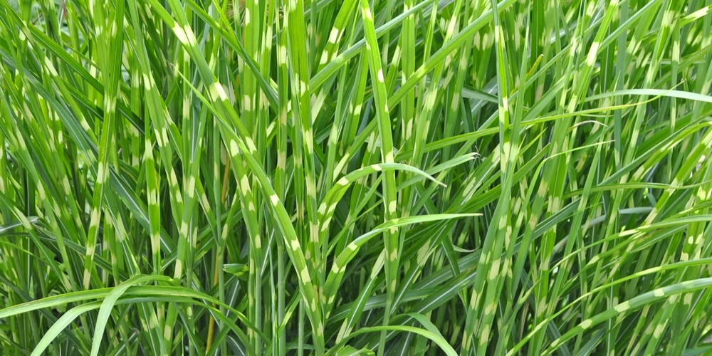 porcupine grass vs zebra grass