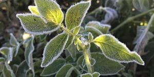 can you grow potatoes in winter