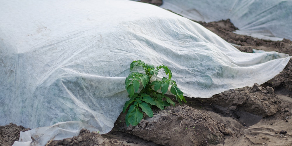 how long can you leave plants covered