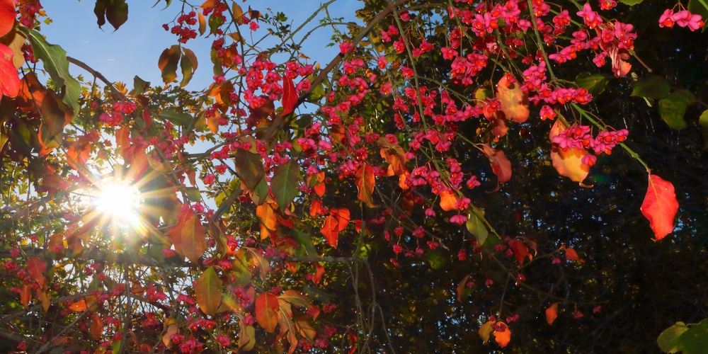 Prune Golden Euonymus