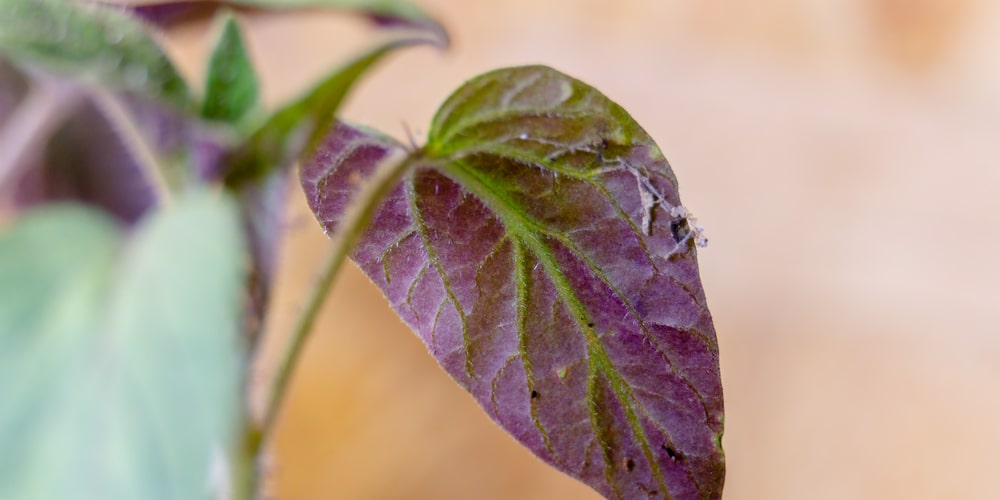 purple leaves on tomato seedlings
