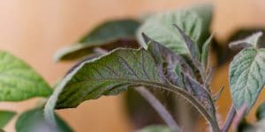 tomato seedling leaves pointing up at night