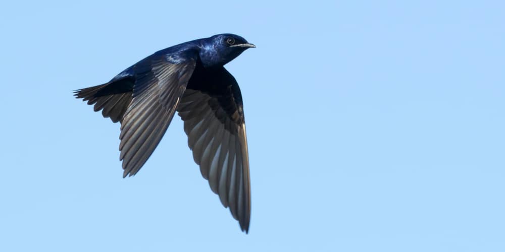 protect tomato plants from birds