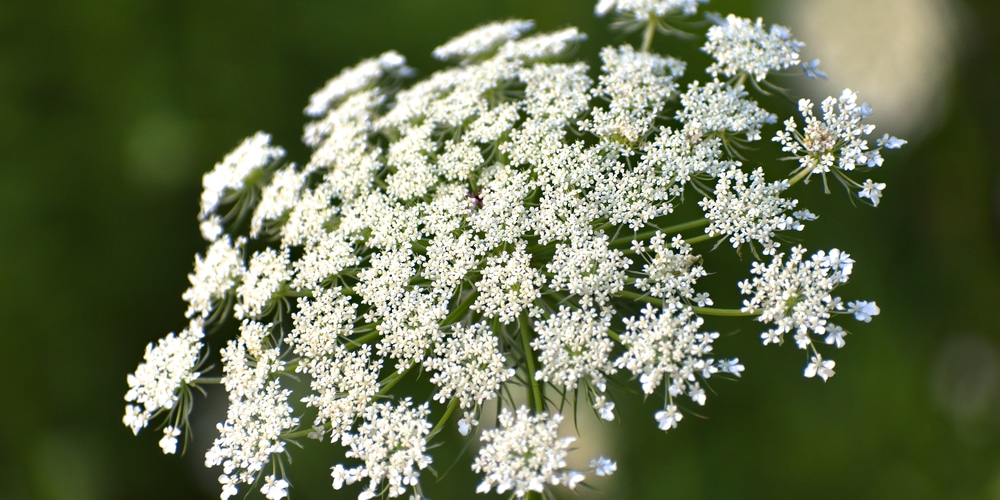 queen anne's lace vs hogweed