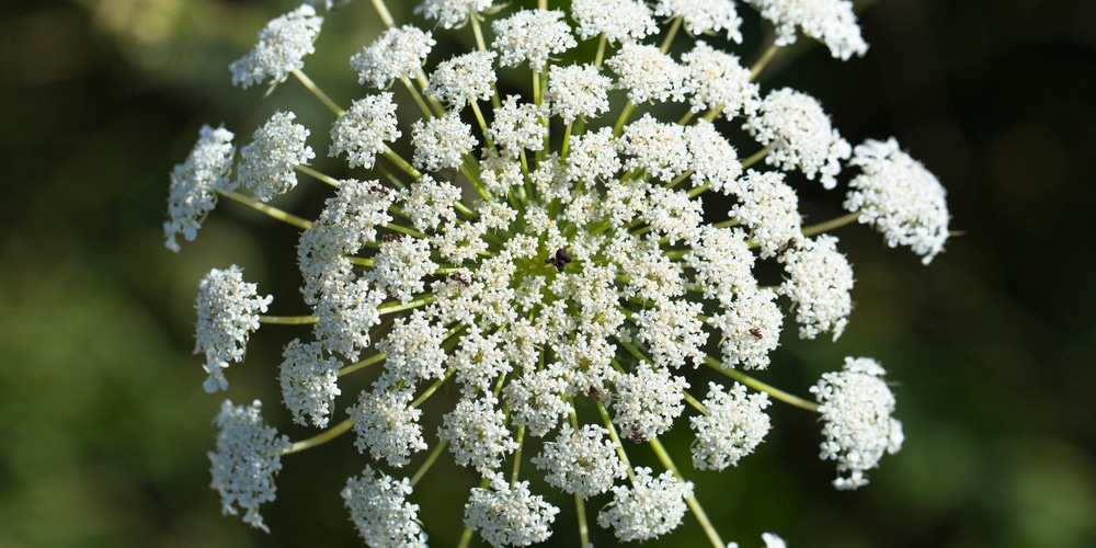 Queen Anne’s Lace Roots