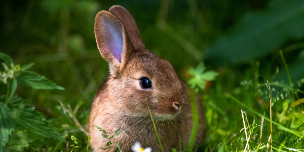 should i kill rabbits in my yard