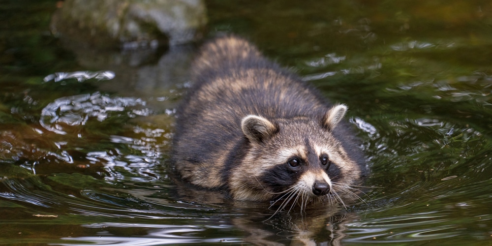 can racoons swim