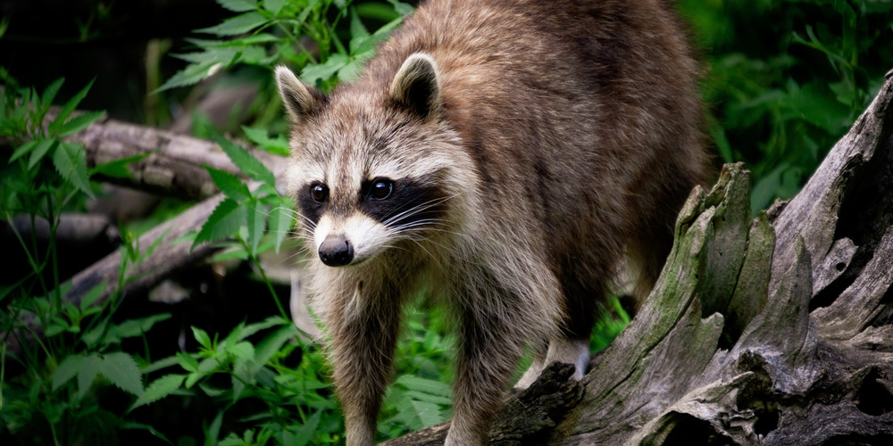 can raccoons climb trees