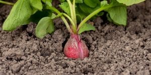 why are my radishes splitting