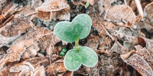 can radishes survive frost