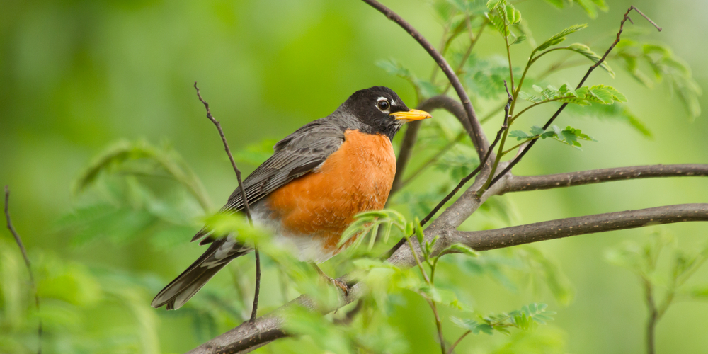 robin singing at night