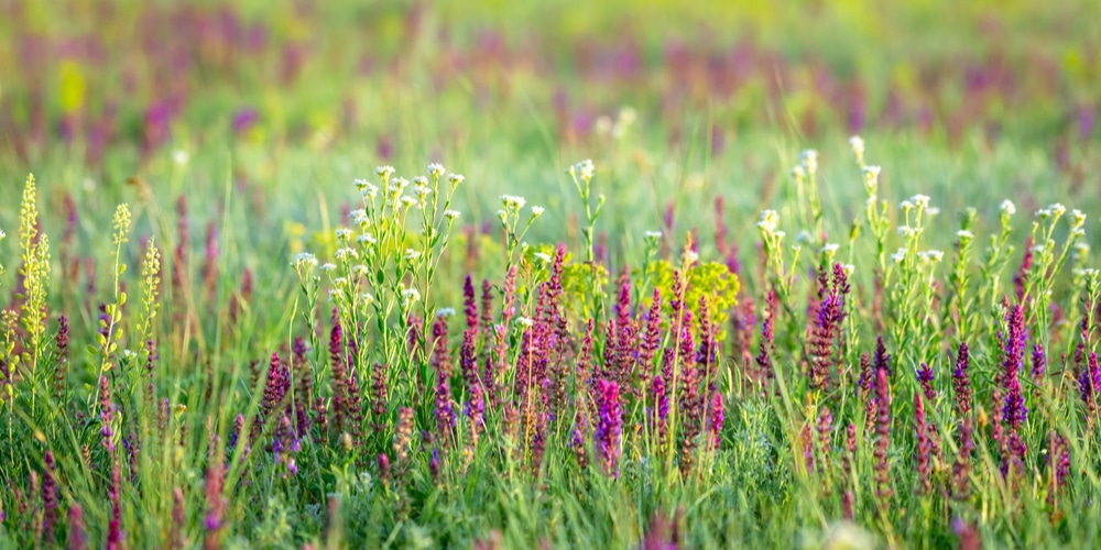 How to Get Rid Of Sage Grass